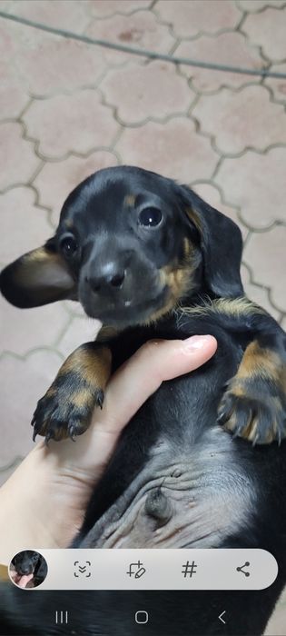 Продаётся чёрная такса