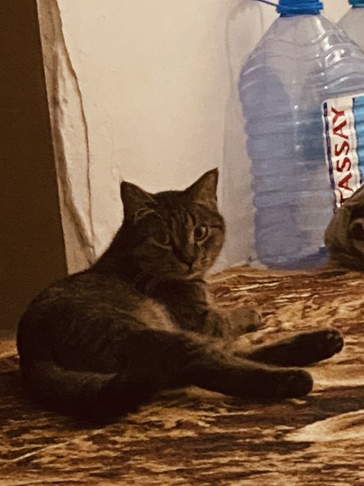 Отдам кота, чистого и обученн