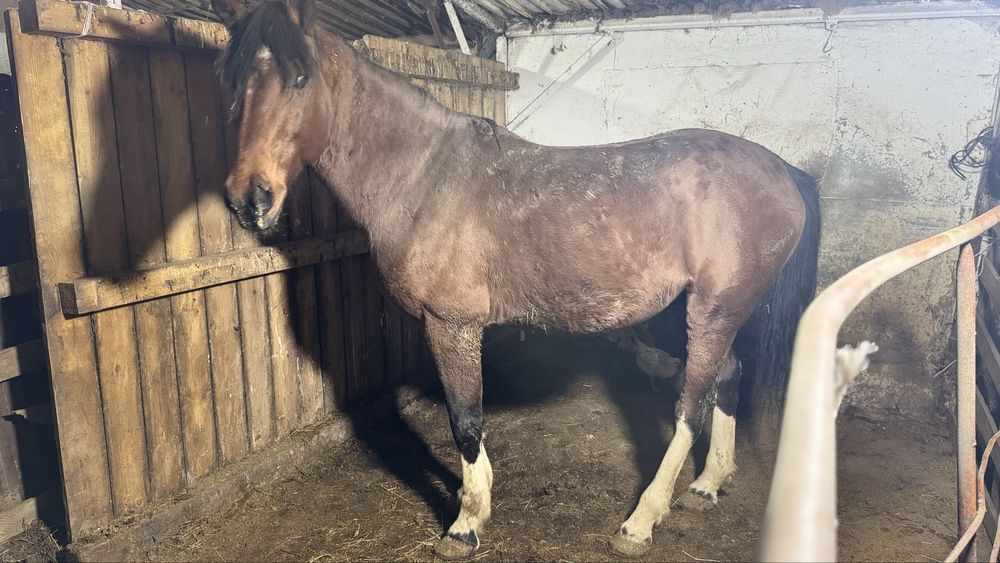 Қанды Айғыр сатылады 5 жасар!