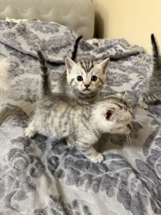 Шотланские котята 1 месяц
