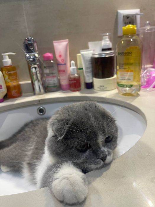 Scottish fold 1 yoshdan oshgan sotilmidi zotli mushu 2024 avgust