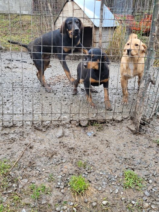 Câini de vânătoare