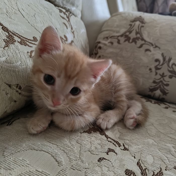 Котенок 1.5 месяцев