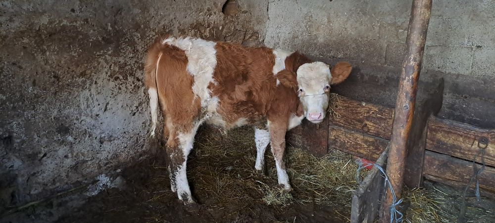 vând vițel 4 luni