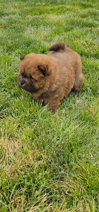 Căteluș rasa Chow Chow- 8 săptămâni- deparazitat și vaccinat