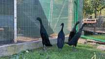 Pereche Rate alergătoare indiene negre