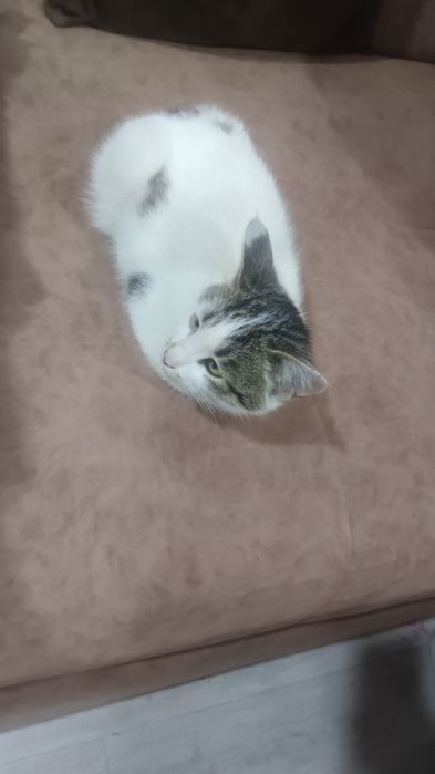 Mushuk bolasi (tekin)