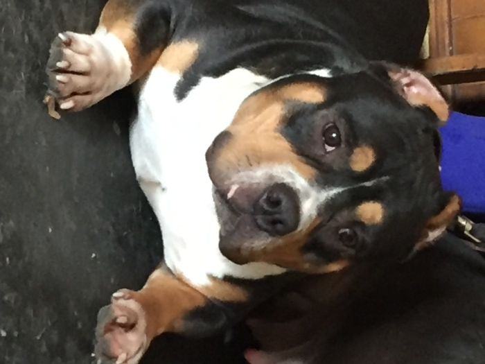 щенки американский булли