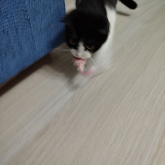 Кошечка ищет любящих хозяев