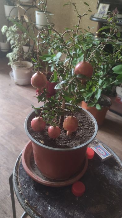Продам комнатный гранат сорт Нана,, цветет круглый год  , даёт плоды!
