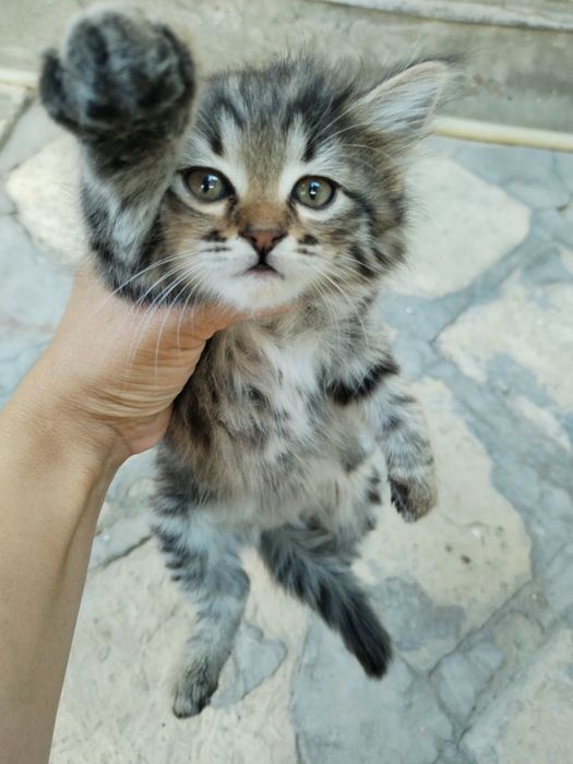 Продаются котята не дорого