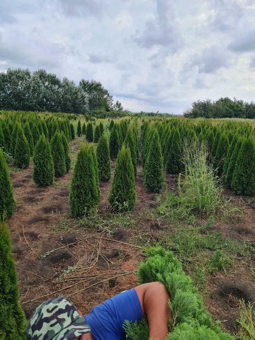 Alege Plante Ornamentale de Calitate Superioară pentru Grădina Ta