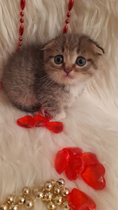 Шатланский 1,5месяца