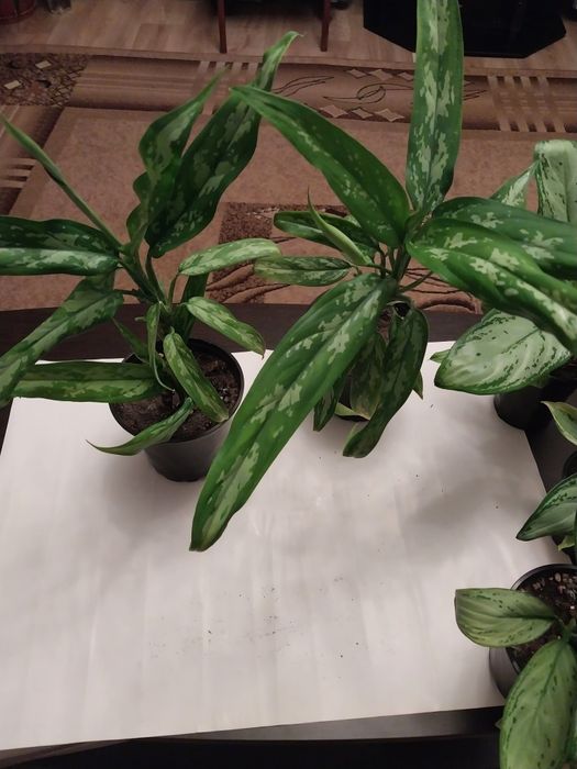 Продам комнатные цветы Аглоанема.
