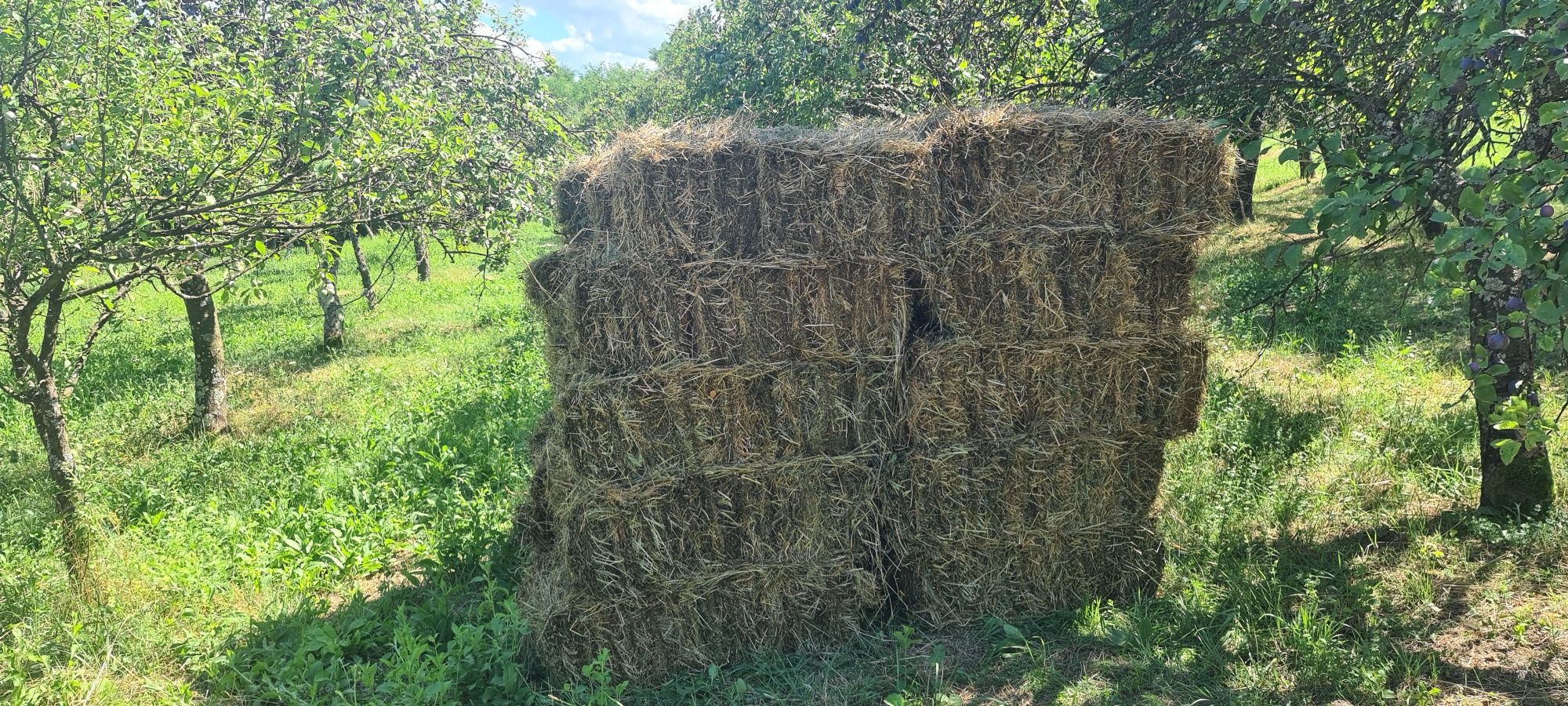 De Vânzare BALOȚI De FÎN. 150 buc.