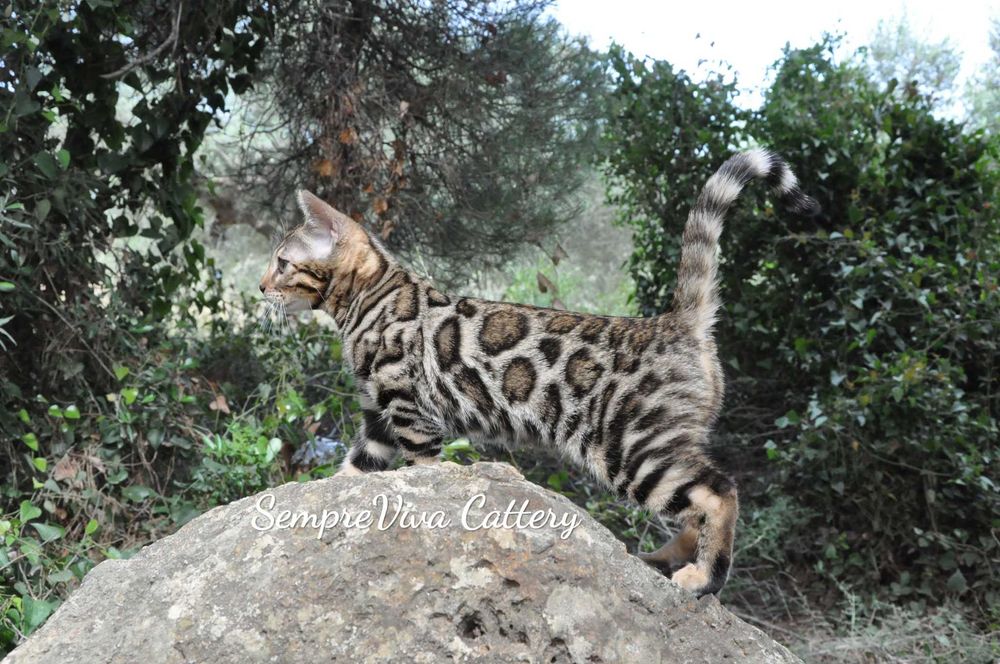 Бенгалско коте женско