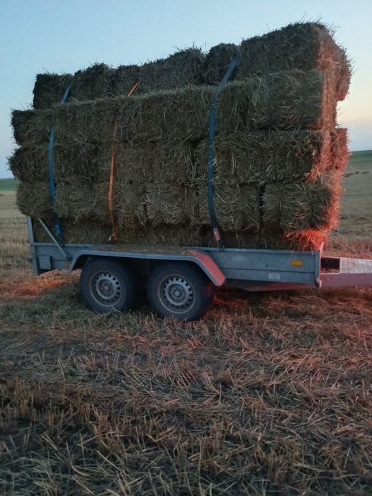 Baloți de paie  de anul acesta