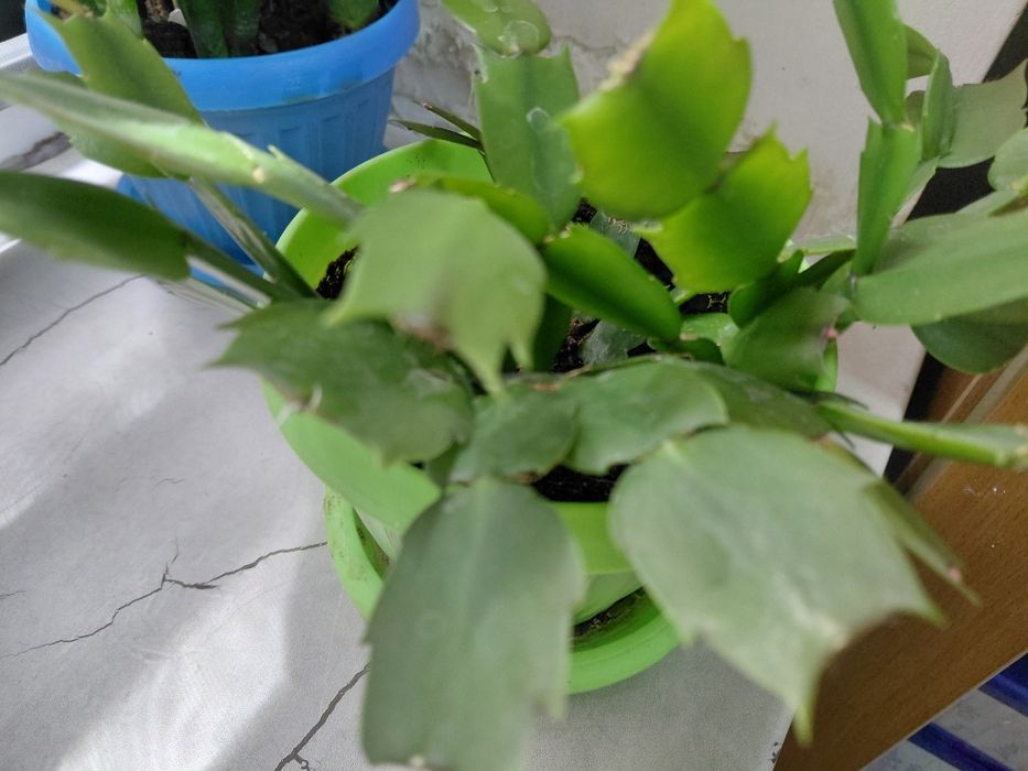 Комнатные цветы по 1 000 тг.