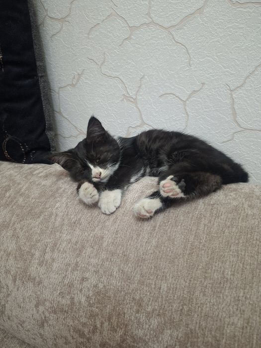 Ласковый, игривый котёнок в добрые руки, будет вам отличным другом.