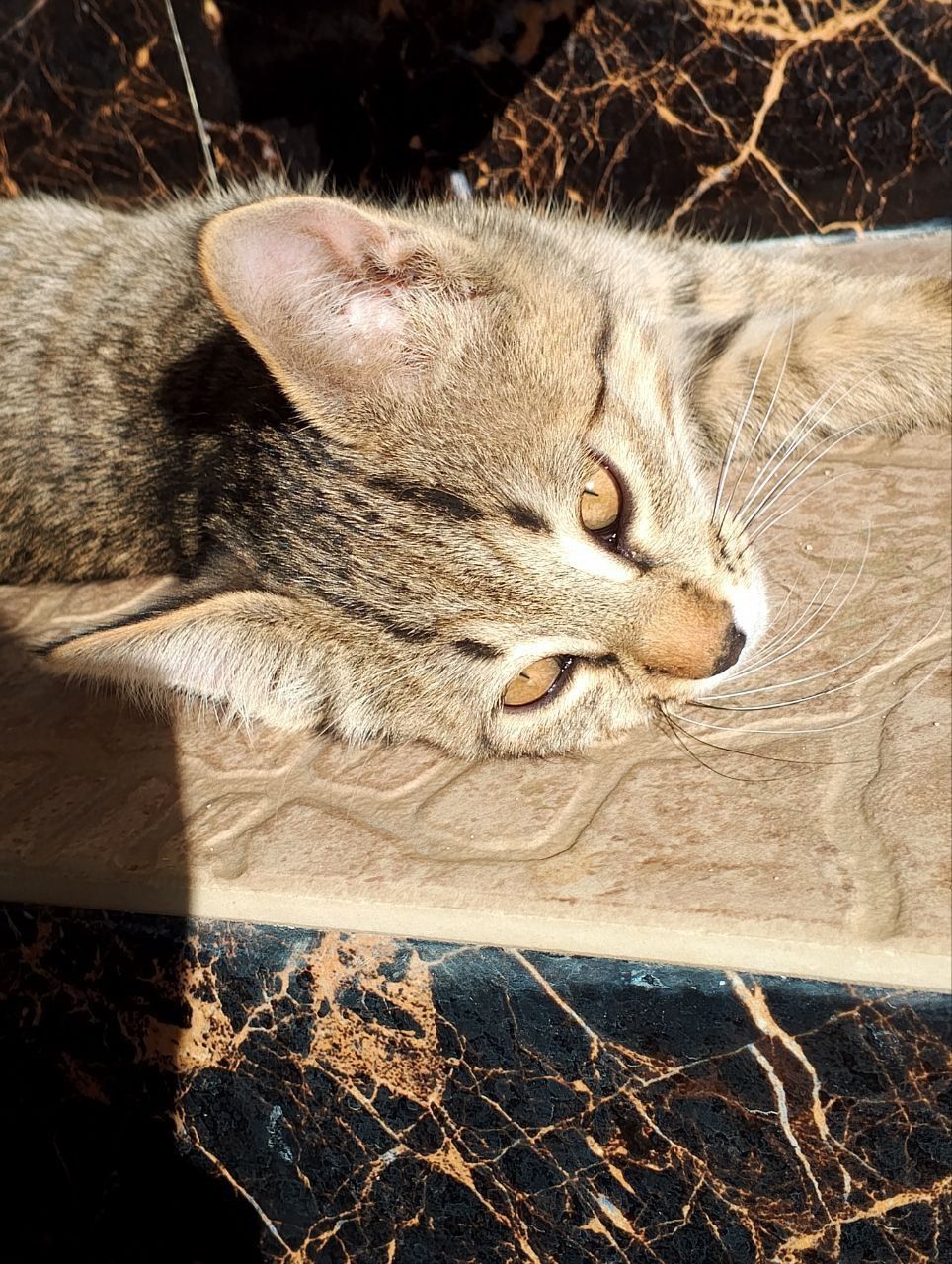 Котята даром в добрые руки