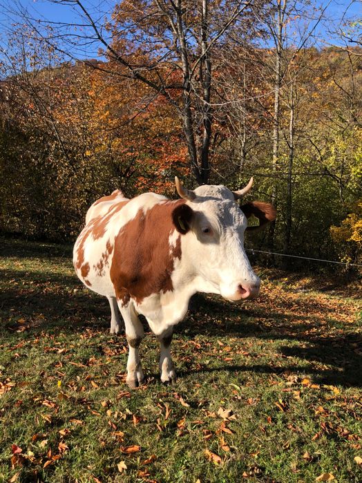 Vacă gestantă in luna a 8-a cu al treilea vițel .