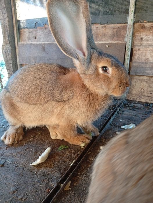Vând iepuri Uriaș German o pereche( mascul și femelă)