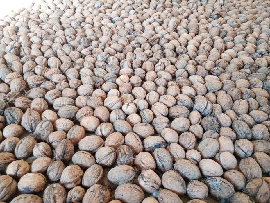 Nuci in coajă producție 2025