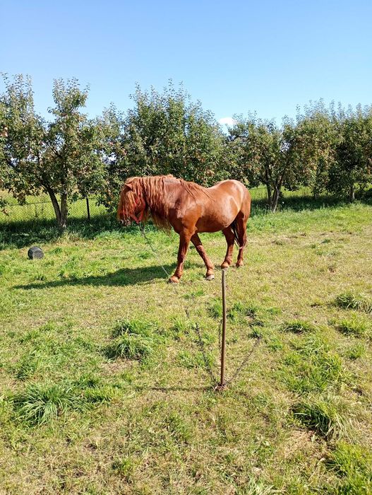 Cal de vanzare,preț negociabil