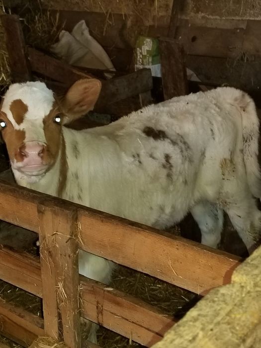 Vitea extra de tinut