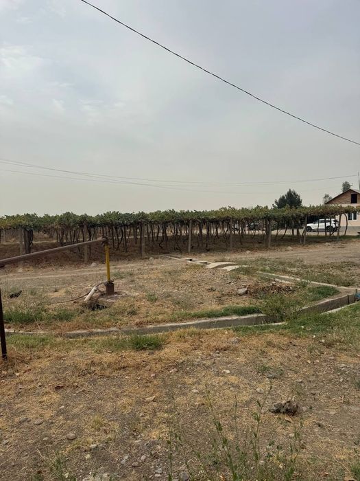 Uzum bogi, Namangan viloyati chust tumani