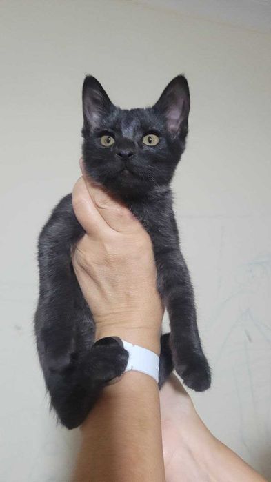 отдам в хорошие руки