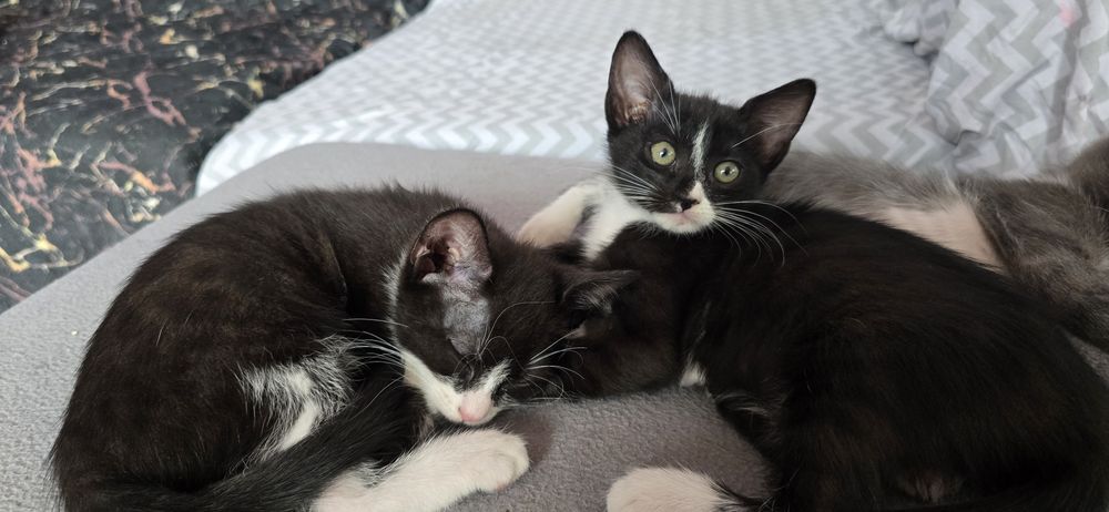 Pisicuțe spre adopție