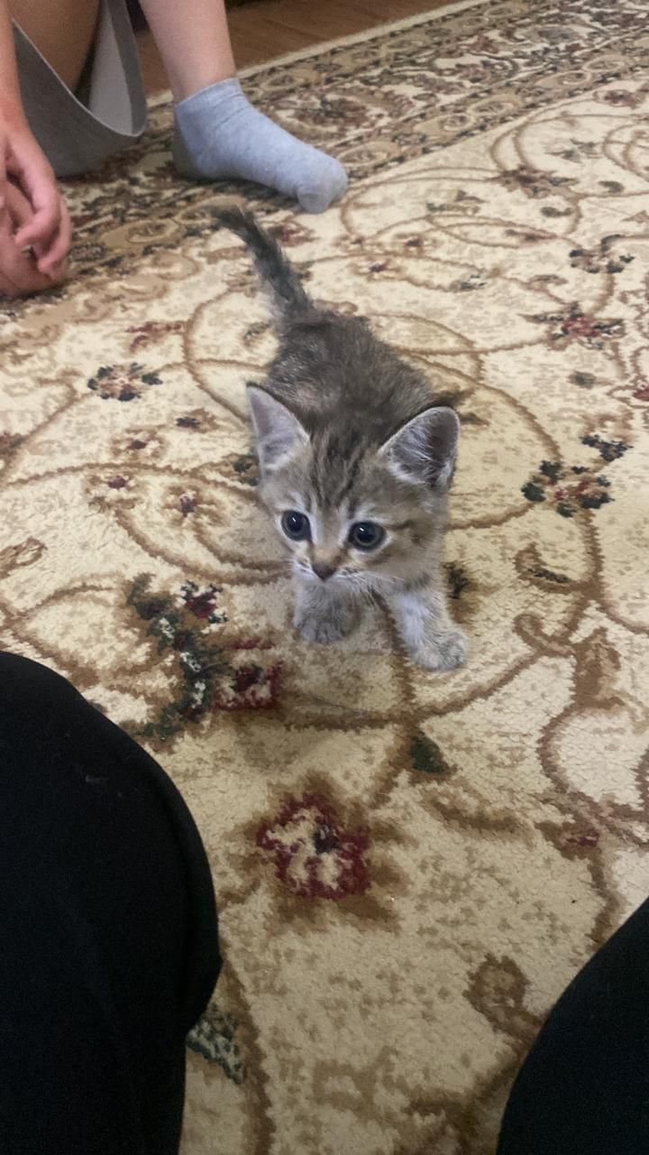 Котенок в добрые руки