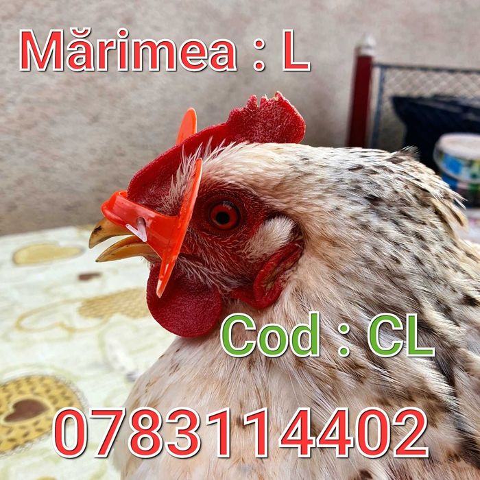 Cocosi Gaini Fazani Pauni Australorp Pasari-Ochelari MARI cu AC - CL