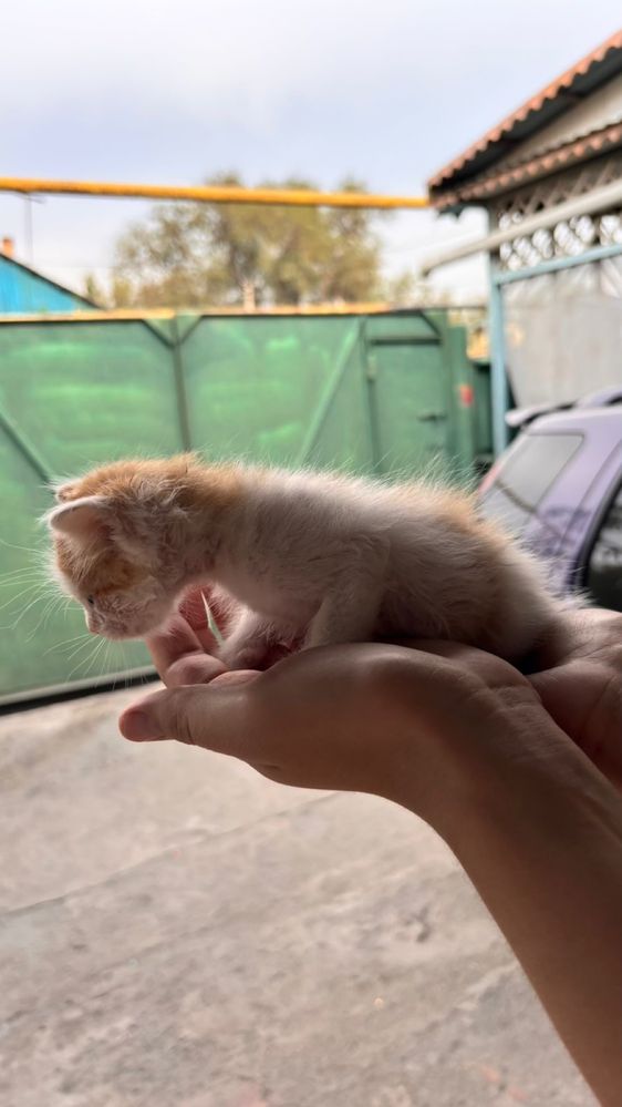 Котята ищут хозяев