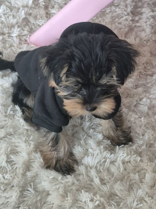 Йоркширски териер