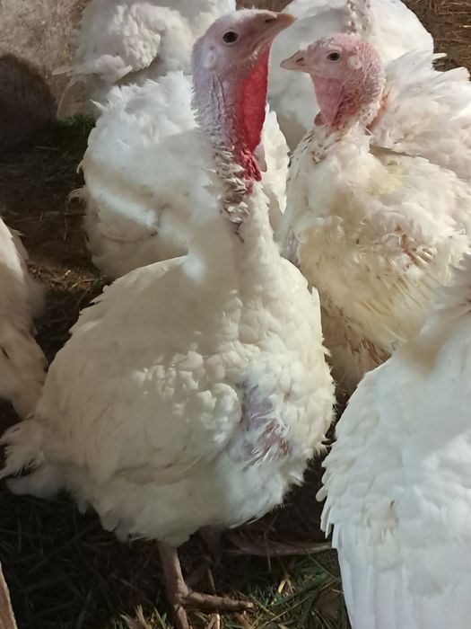 Curcani rasa de carne