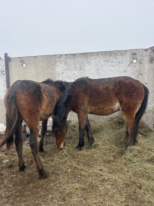 Продается кобылы,жеребцы,жеребята