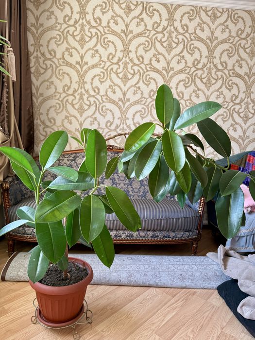 Очень красивый, большой Фикус