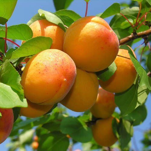 Мевали дарахтлар кучатлари