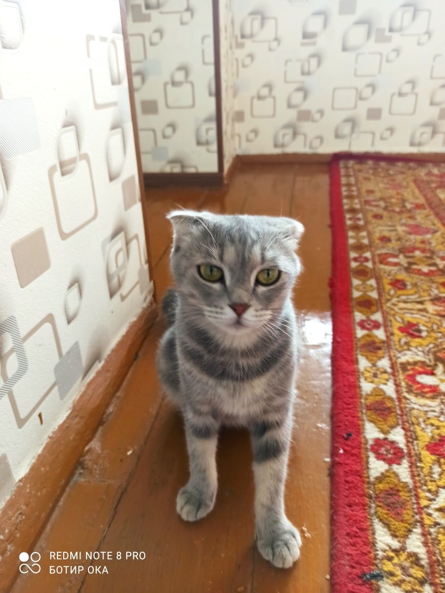 Сотилади шу кунлада