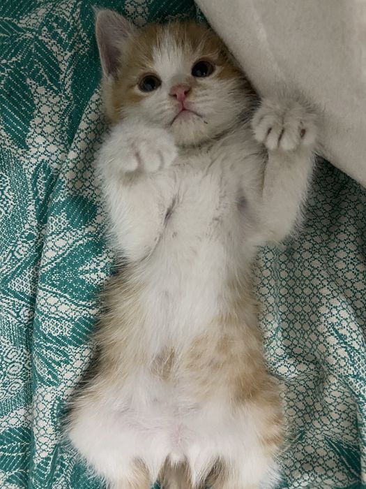Котенок в добрые и любящие ручки.