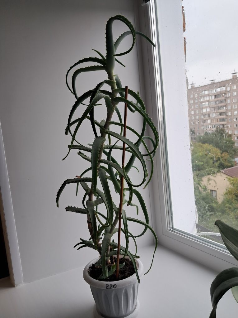 Алое Вера шикарный лечебный цветок на лекарства