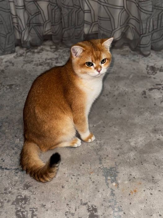 Вязка! Золотая Шиншилла