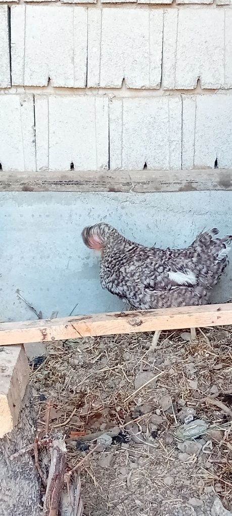 Qora tovuqlar sotiladi