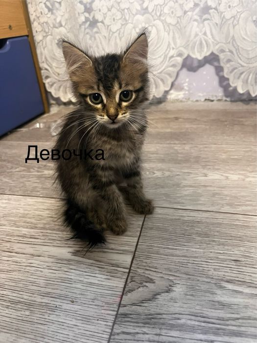 Котята в добрые руки