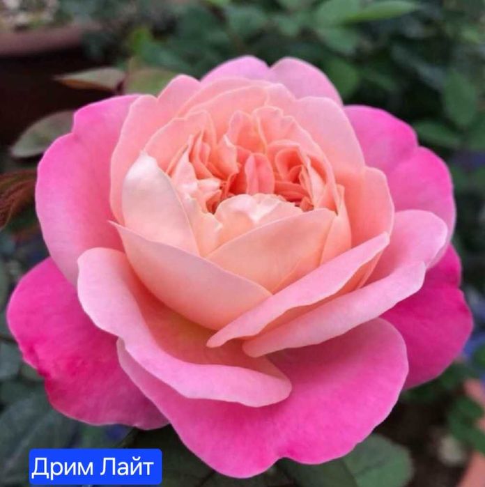 Розы. Саженцы сортовой розы.