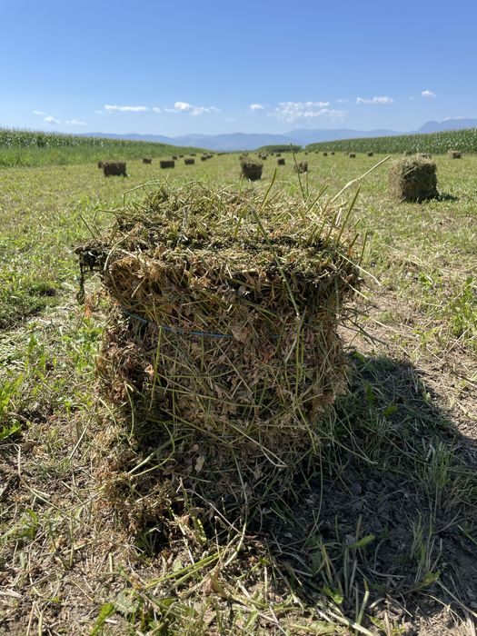 Baloți lucernă.
