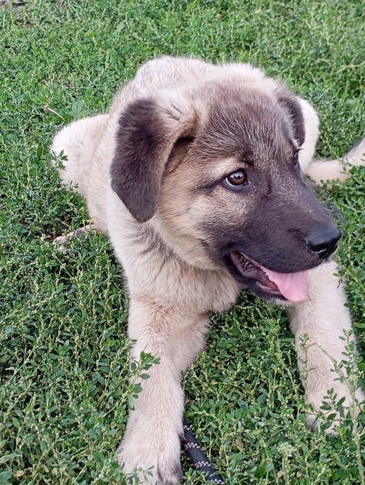 Ищу собачников в Щучинске