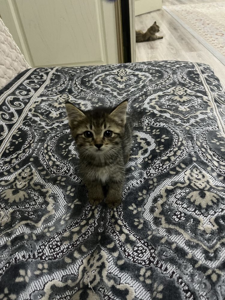 Котята, отдам в хорошие руки. 1,5 и 2 месяца.